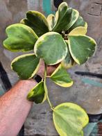 Hoya Kerrii Variegata p12 (5), Ophalen of Verzenden, Halfschaduw, Minder dan 100 cm
