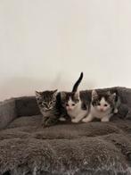 Noorse boskat kittens