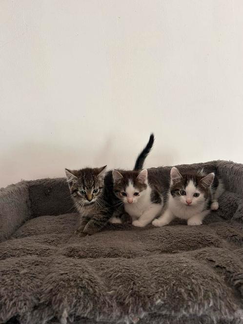 Noorse boskat kittens, Dieren en Toebehoren, Katten en Kittens | Raskatten | Langhaar