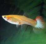 Guppy - Gup vrouw mix - Koidream Valburg, Dieren en Toebehoren, Vis, Zoetwatervis
