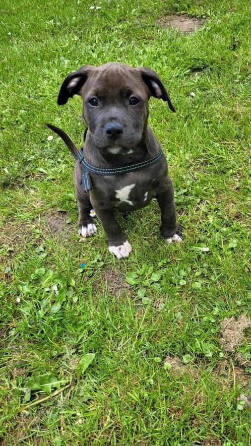 Amerikaanse Stafford x Bully Teefje 9 weken, Dieren en Toebehoren, Honden | Bulldogs, Pinschers en Molossers, Teef, Bulldog, Particulier
