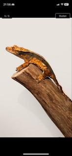 Wimpergekko harlequin met inkspot, Dieren en Toebehoren, Hagedis, 0 tot 2 jaar