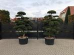 Ilex Crenata Kinme Japanse Tuinbonsai, Vaste plant, Halfschaduw, Lente, Ophalen