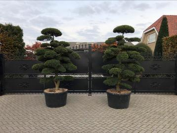 Ilex Crenata Kinme Japanse Tuinbonsai beschikbaar voor biedingen