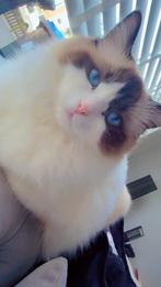 Super superlieve ragdoll jaartje oud, Poes, Gechipt, 0 tot 2 jaar