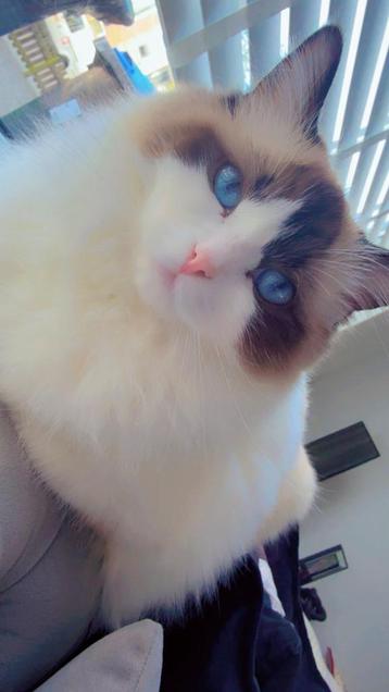 Super superlieve ragdoll jaartje oud beschikbaar voor biedingen