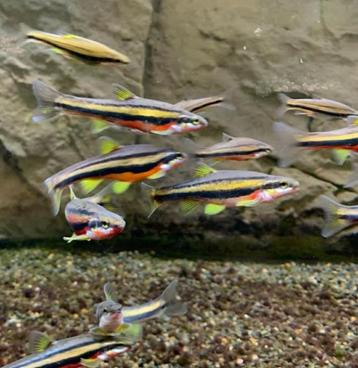 Roodbuik en Gold elritsen  beschikbaar voor biedingen