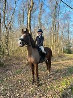 Betrouwbare en lieve c-pony, Dieren en Toebehoren, Ruin