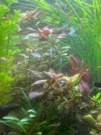 Ludwigia Ovalis – frisgroene tot oranje aquariumplant!, Dieren en Toebehoren, Ophalen, Nieuw, Plant(en), Steen of Hout