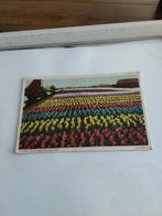 GROETEN UIT DE BLOEMBOLLENVELDEN - HYACINTEN. 1946, Ophalen of Verzenden, 1940 tot 1960