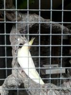 Gele valkparkiet 6 weken oud, Dieren en Toebehoren, Vogels | Overige Vogels