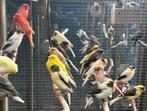 Kanaries, Dieren en Toebehoren, Vogels | Kanaries, Meerdere dieren, Kleurkanarie