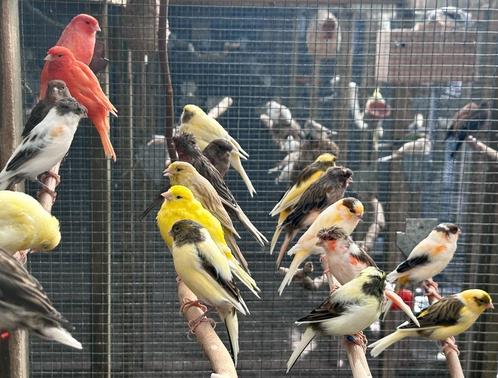 Kanaries, Dieren en Toebehoren, Vogels | Kanaries, Kleurkanarie, Meerdere dieren