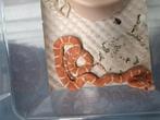 Jonge rattenslangen, Dieren en Toebehoren, Reptielen en Amfibieën, Amfibie, 0 tot 2 jaar