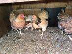 6 Wyandotte kriel hennen, Dieren en Toebehoren, Pluimvee, Vrouwelijk, Kip
