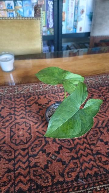 Syngonium podophyllum 'Mottled' stekje beschikbaar voor biedingen