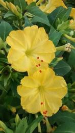 Nachtschone Geel zaden, Mirabilis Jalapa (Wonderbloemen), Verzenden, Zaad