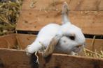 Gecastreerde konijnen | Gezonde dwergkonijnen!, Dieren en Toebehoren, Konijnen, Mannelijk, Dwerg, Hangoor, 0 tot 2 jaar
