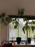 Avocado boompjes groeien mn huisje uit, Ophalen, 100 tot 250 cm, Halfschaduw, Overige soorten