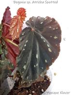 Begonia Atricha, Overige soorten, Minder dan 100 cm, Ophalen of Verzenden, Halfschaduw