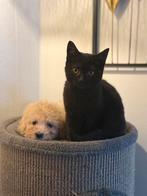 Maltipoo puppys zoeken goude mandje, Dieren en Toebehoren, Honden | Niet-rashonden, Rabiës (hondsdolheid), 8 tot 15 weken, Meerdere