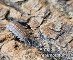 Armadillidium marmoratum, Overige soorten