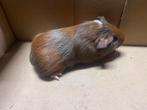 Jonge cavia’s driekleur, Dieren en Toebehoren, Knaagdieren, Oktober, Meerdere dieren, Cavia