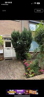 Conifeer gratis, Ophalen, Conifeer, 100 tot 250 cm