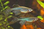 Longfin zebra danio nu aanbieding €0,50 ct p/stuk, Dieren en Toebehoren, Vis
