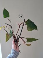 Leuke stekjes van kamerplanten, Huis en Inrichting, Kamerplanten, Ophalen of Verzenden, Overige soorten, Minder dan 100 cm