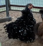 Cochin kriel hennetjes en krul hen, Dieren en Toebehoren, Pluimvee, Vrouwelijk, Kip