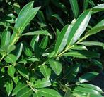 **GOEDKOOP** Prunus laurocerasus Herbergii, laurier, Tuin en Terras, Planten | Struiken en Hagen, Ophalen of Verzenden, Laurier