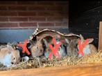 Hangoor konijnen, Meerdere dieren, Hangoor