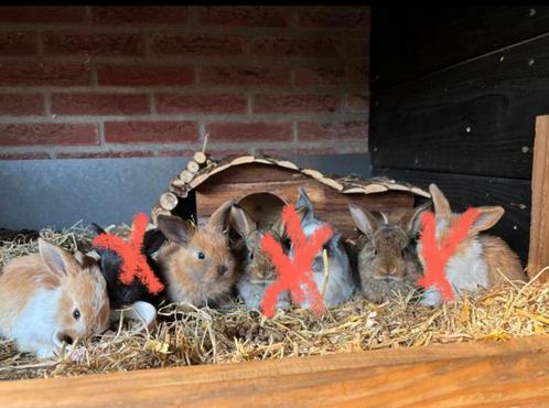 Hangoor konijnen, Dieren en Toebehoren, Konijnen, Meerdere dieren, Hangoor