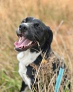 Lieve hond, Dieren en Toebehoren, Rabiës (hondsdolheid), Reu, 1 tot 2 jaar, Eén hond