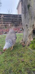 Twents hoen, Dieren en Toebehoren, Pluimvee, Vrouwelijk, Kip