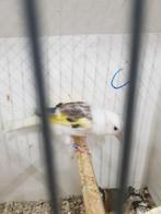 Mayoor putter Eaglehead pop van 2023, Dieren en Toebehoren, Vrouwelijk, Wildzangvogel