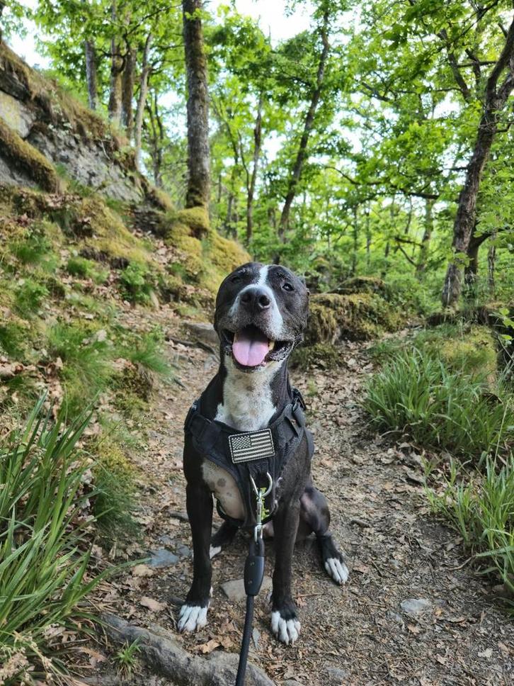 Goed huisje gezocht voor Vito Amerikaanse Stafford 8 jaar, Dieren en Toebehoren, Honden | Jack Russells en Terriërs, Reu, American Staffordshire Terriër