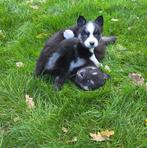 F3 Pomsky pups (mini-husky), Dieren en Toebehoren, Honden | Poolhonden, Keeshonden en Oertypen, België, Fokker | Hobbymatig, Rabiës (hondsdolheid)