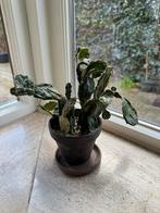 Opuntia Jamaica Ghost, Ophalen of Verzenden, In pot, Halfschaduw, Minder dan 100 cm