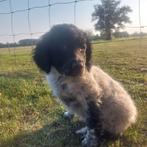 Prachtige Friese Stabij pups te koop, Dieren en Toebehoren, Overige rassen, 8 tot 15 weken, Meerdere, Meerdere dieren