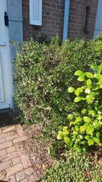 Amerikaanse sering, Tuin en Terras, Vaste plant, Halfschaduw, Zomer, Ophalen