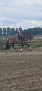 9 jarige talenvolle spaanse ruin, alleen voor goed huis, Dieren en Toebehoren, Paarden, Ruin, M, Dressuurpaard, 160 tot 165 cm