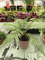 Dicksonia Antarctica - Tamaanse boomvaren - Beginnende stam, Ophalen, Overige soorten, Volle zon