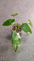 Alocasia Okinawa Silver - diverse maten, Ophalen of Verzenden, Overige soorten, Minder dan 100 cm