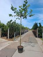 dakplataan parasolboom dakboom, Tuin en Terras, Planten | Bomen, Ophalen, In pot, Volle zon