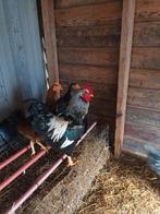 Barnevelder Haan Groot Ras., Dieren en Toebehoren, Pluimvee, Mannelijk, Kip