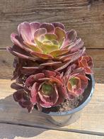 Mediterane terrasplant, Tuin en Terras, Vaste plant, Bloeit niet, Halfschaduw, Ophalen