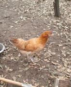 Araucana, Meerdere dieren, Kip
