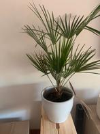 Ikea pot met kamerplant kleine palmboom, Ophalen of Verzenden, Overige soorten, Minder dan 100 cm